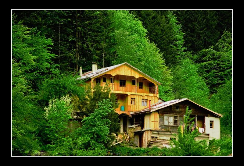 Wooden house in forest