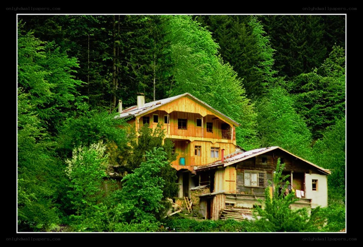 Wooden house in forest