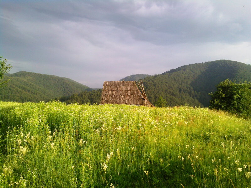 Wooden Hut in Field — Green