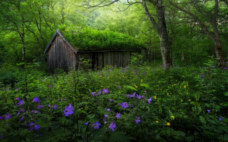 Wooden Hut in Forest — Green, Serene, Spring