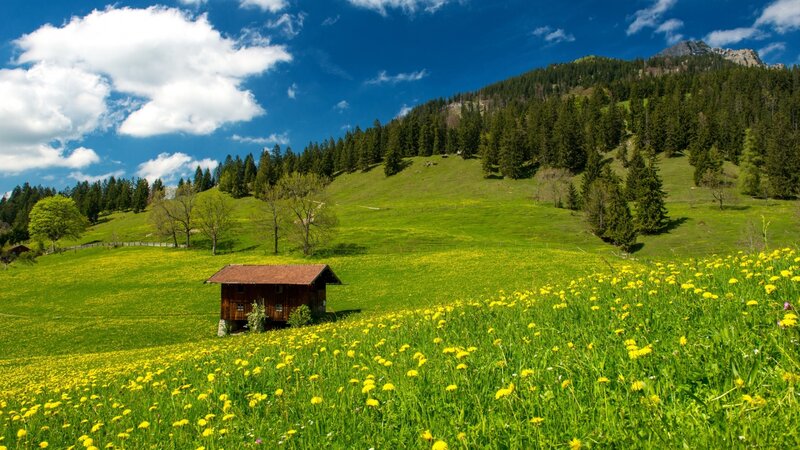 Wooden Hut in Meadow — Green, Serene, Spring