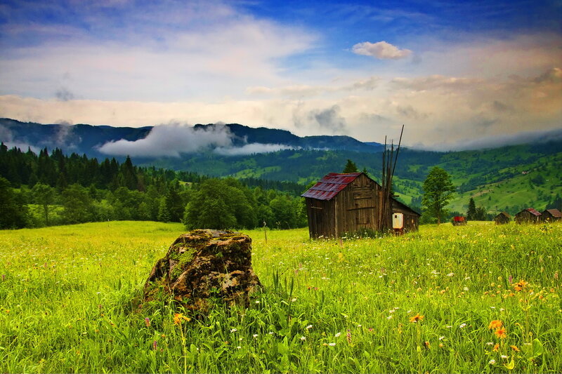 Wooden Hut in Meadow — Green, Serene
