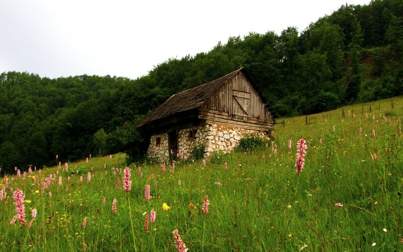 Wooden Hut in Meadow