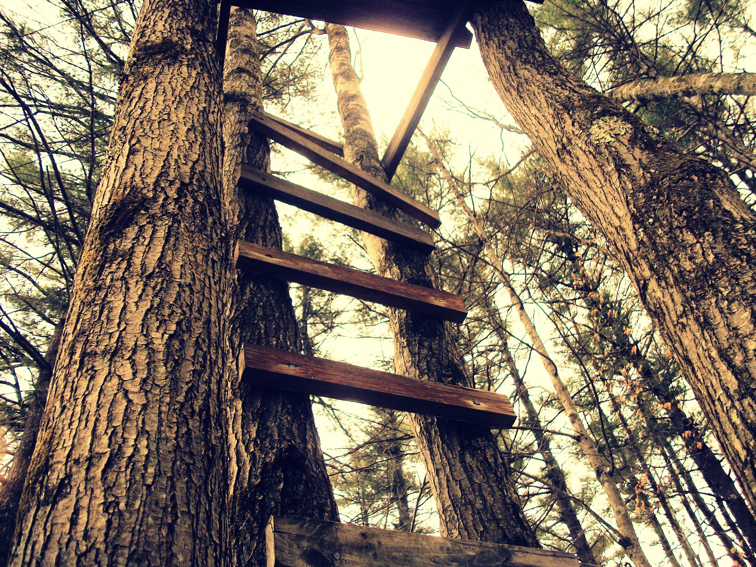 Wooden ladder in forest