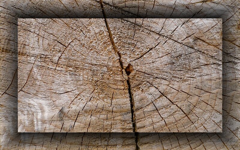 Wooden Log Cross-section