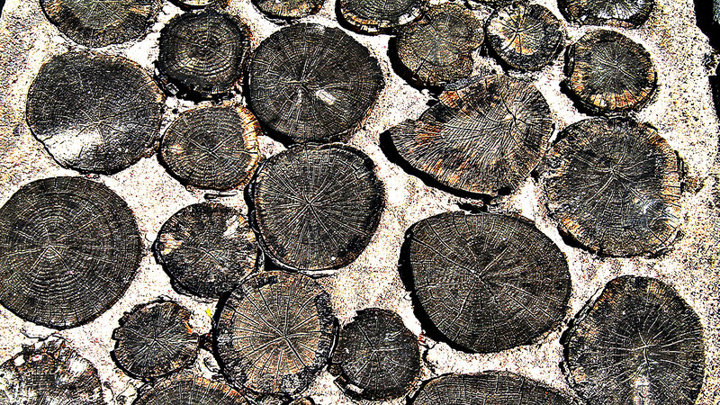 Wooden Log Cross-sections