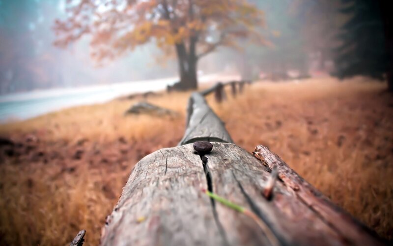 Wooden Log in Autumn