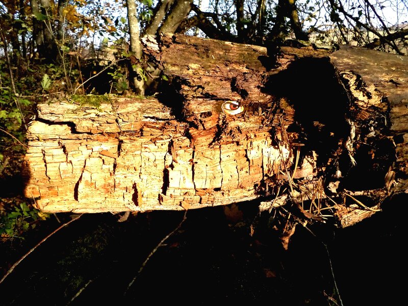 Wooden Log with Eye