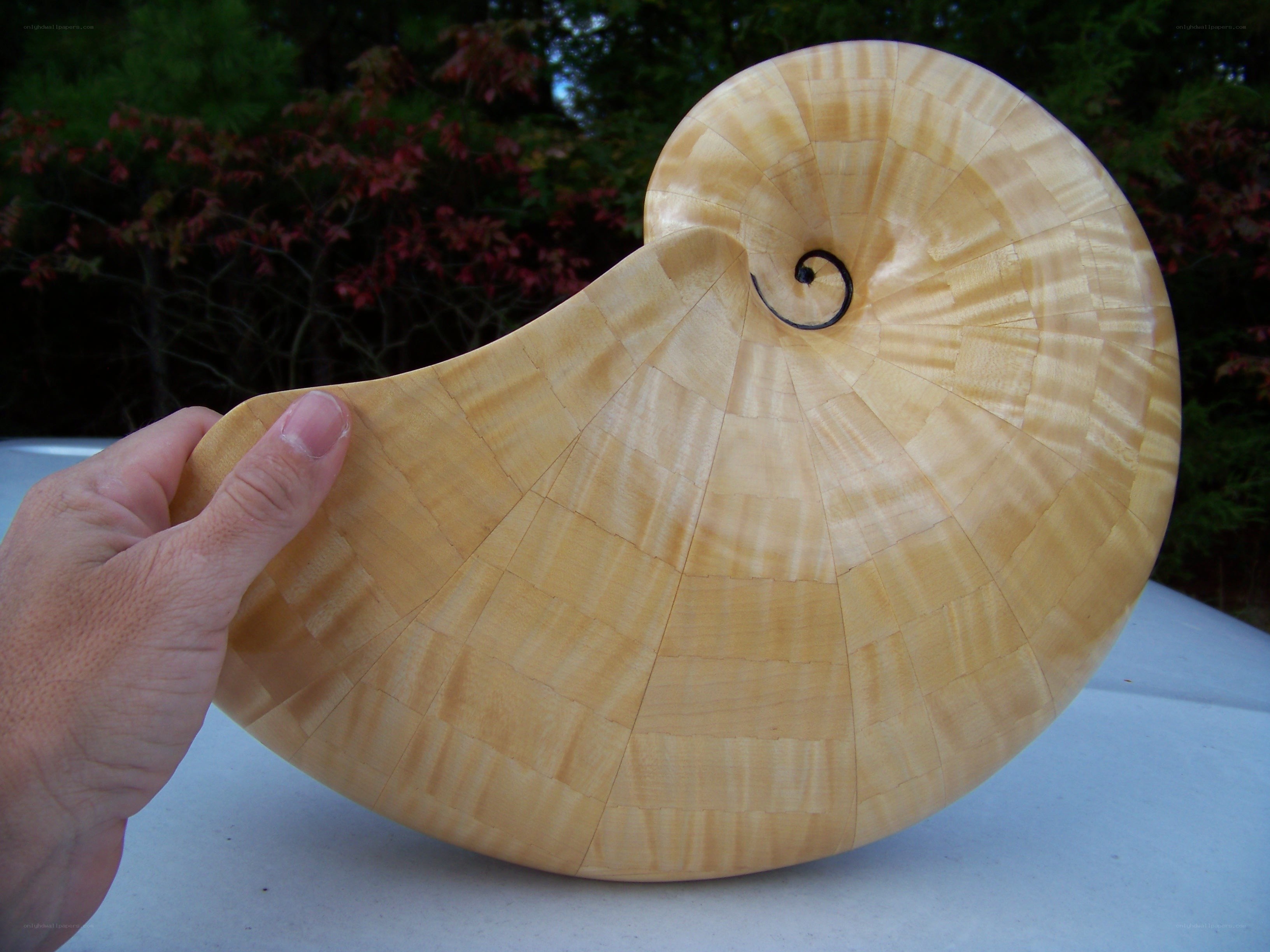 wooden nautilus shell sculpture