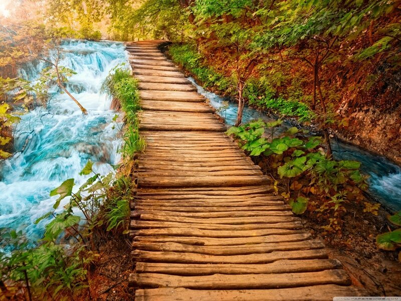 Wooden path by a forest stream