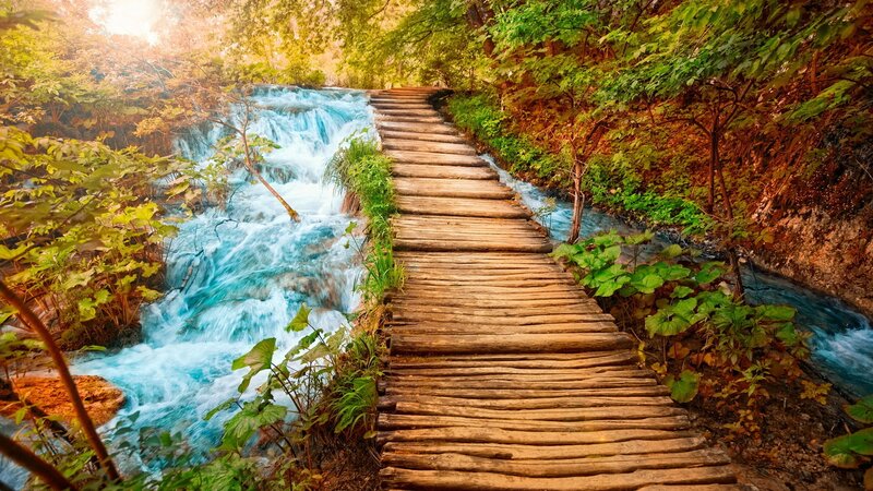 Wooden path by a forest stream