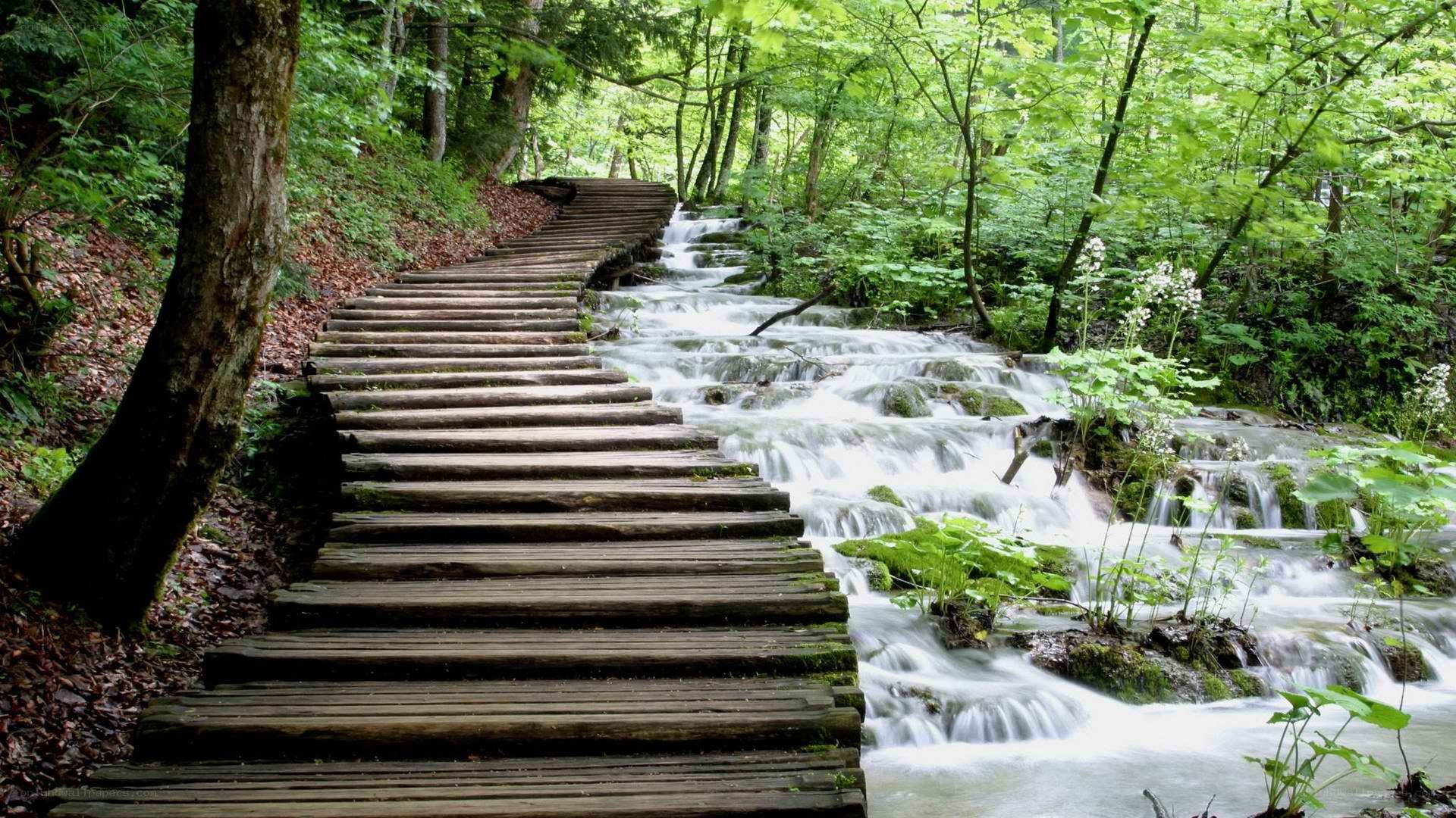 Wooden path by forest stream