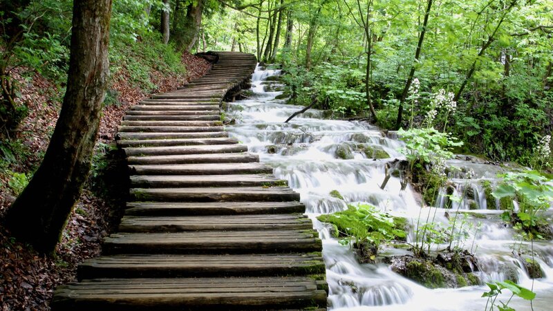 Wooden path by forest stream
