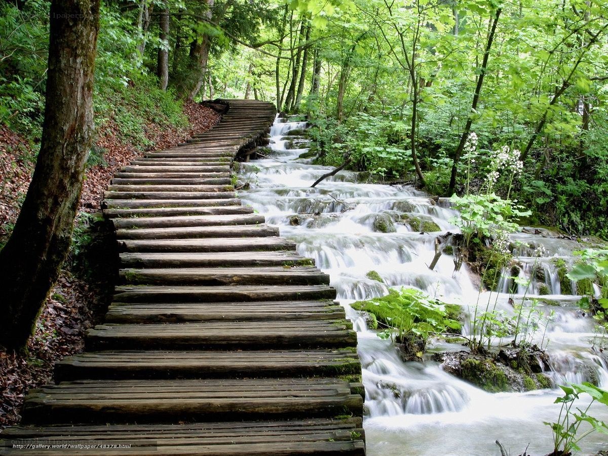 Wooden path by forest stream
