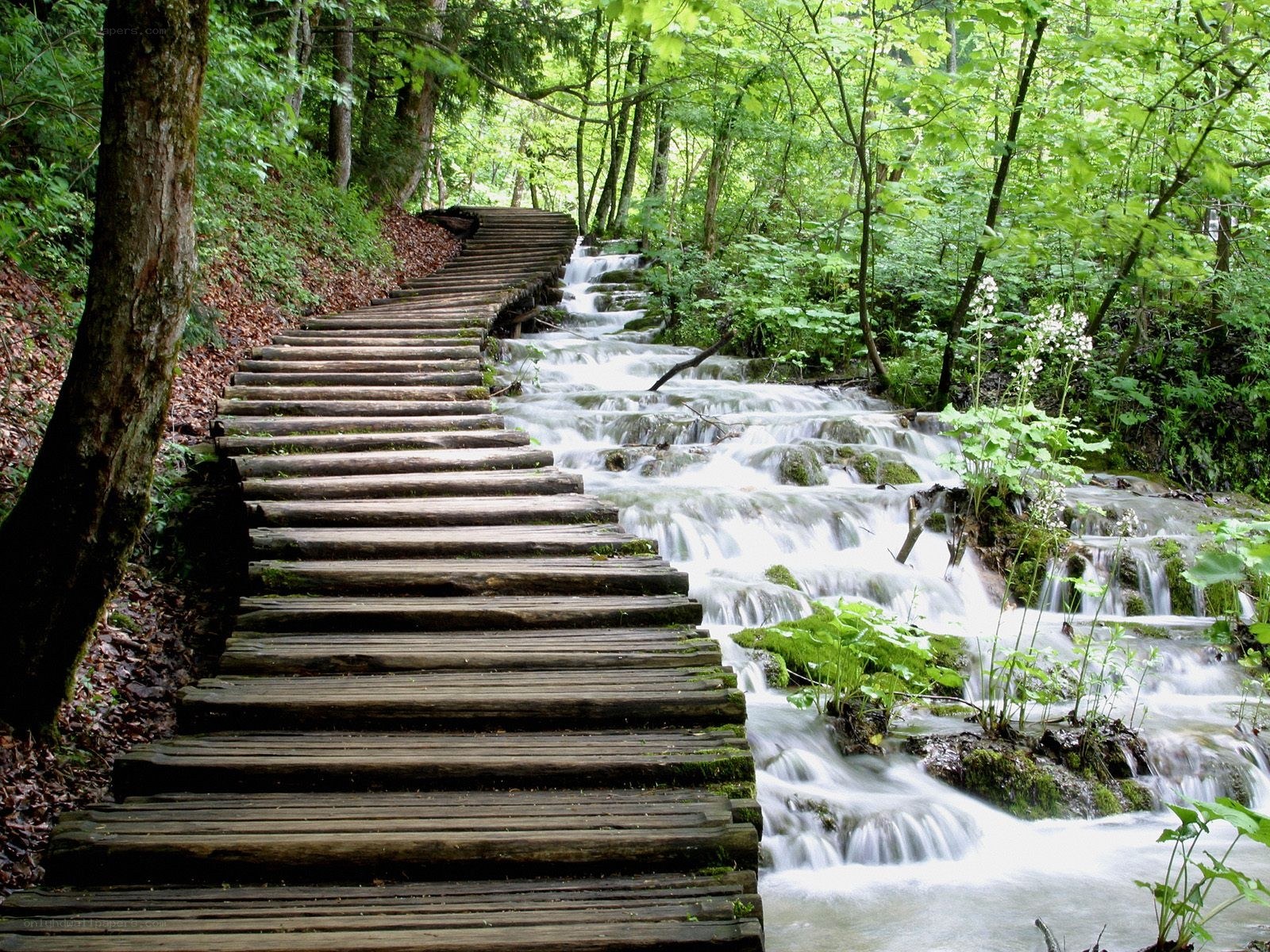 Wooden path by forest waterfall