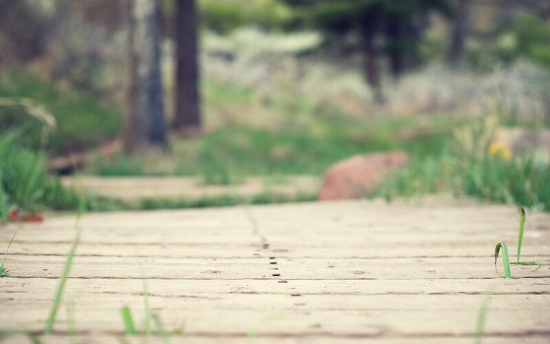 Wooden path in a forest