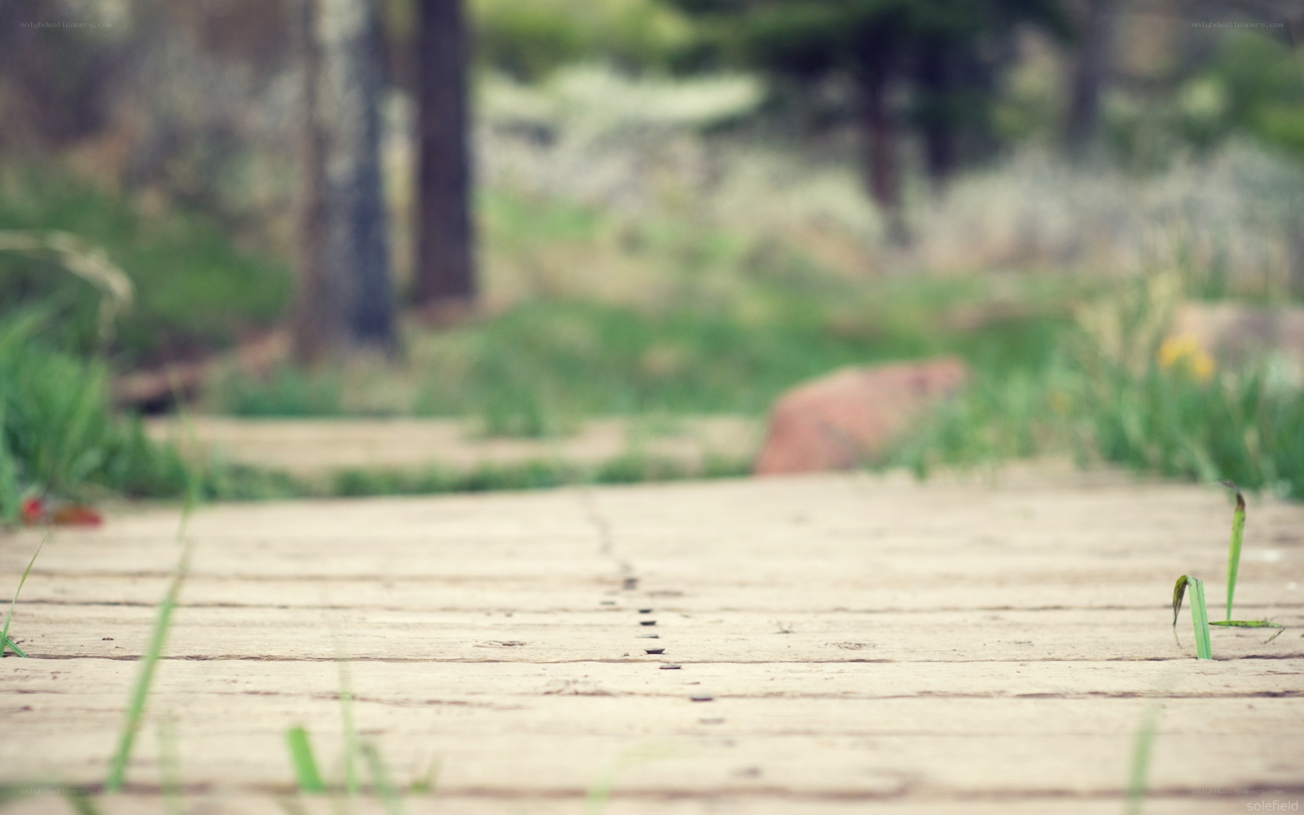Wooden path in a forest