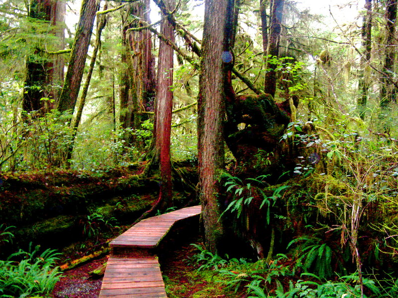 Wooden path in a lush forest