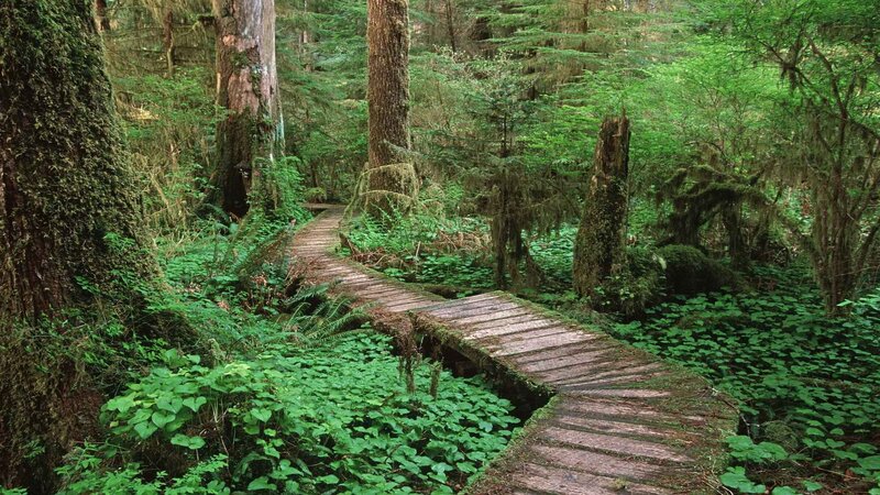 Wooden path in a lush forest