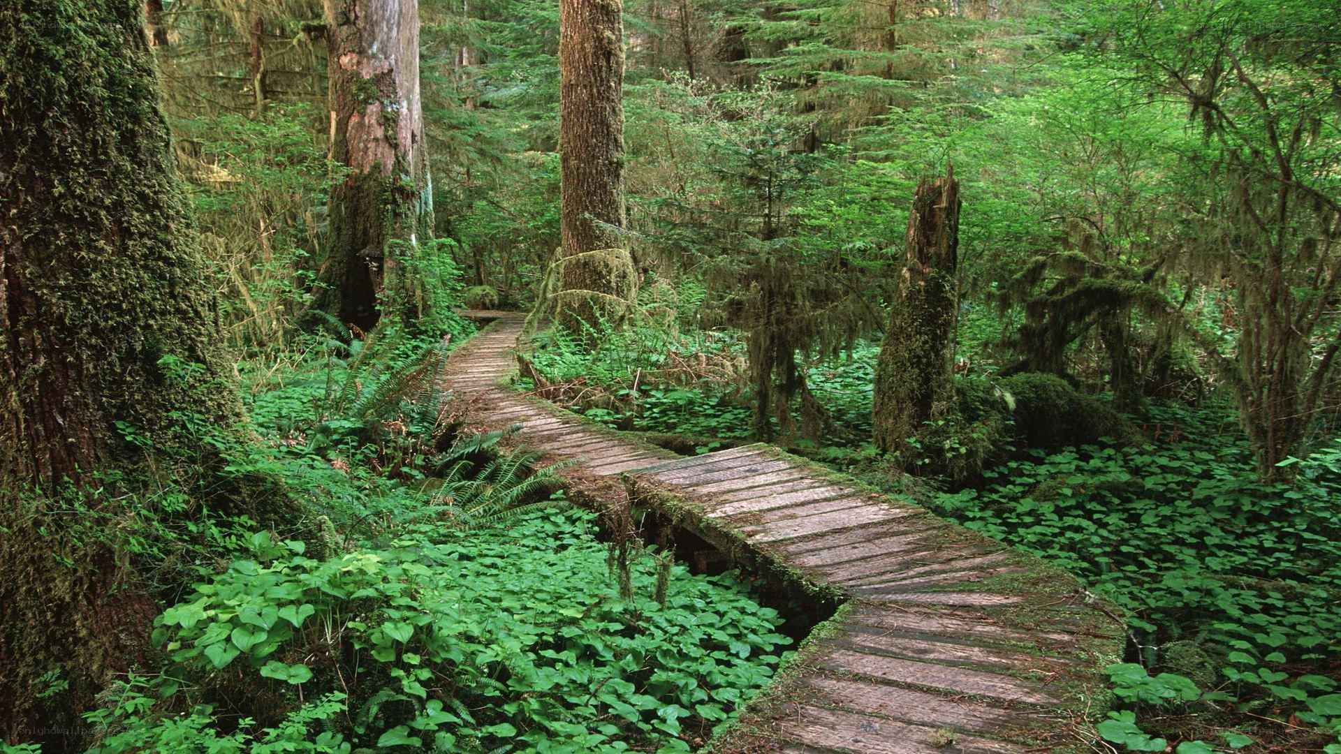 Wooden path in a lush forest