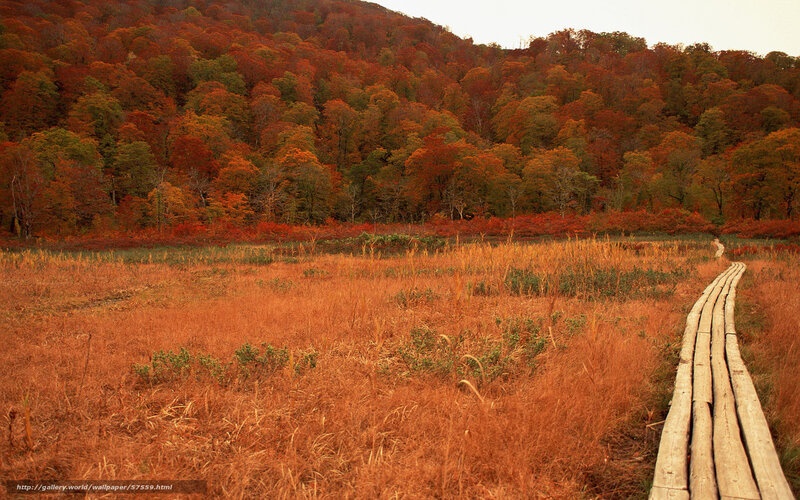 Wooden Path in Autumn Field