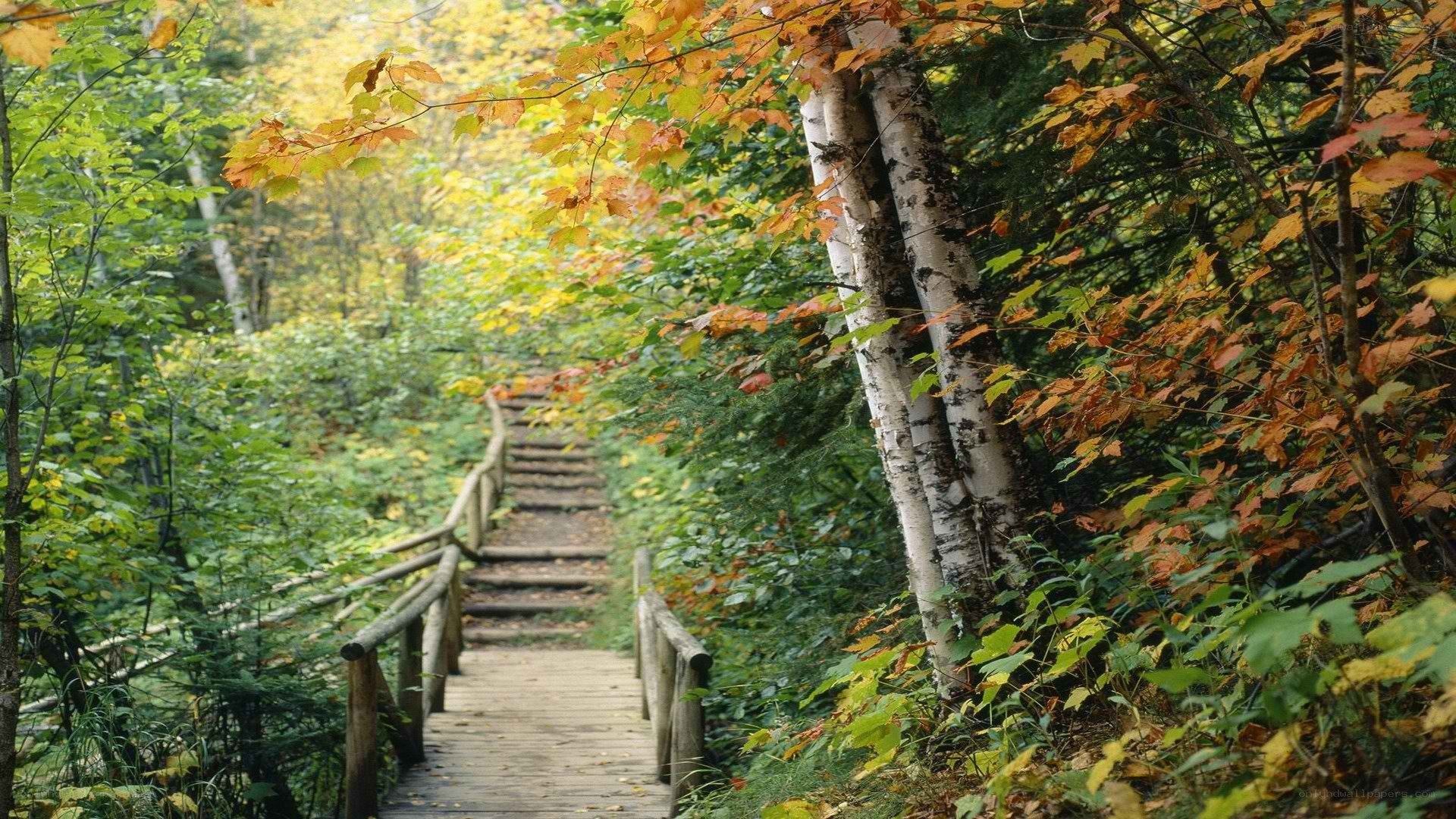 Wooden path in autumn forest