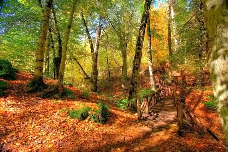 Wooden Path in Autumn Forest — Green