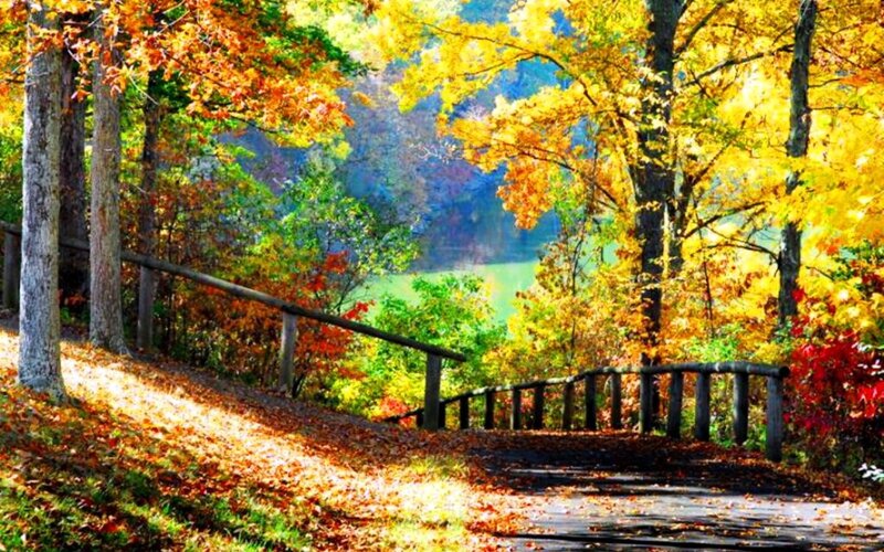 Wooden Path in Autumn Forest — Yellow, Serene