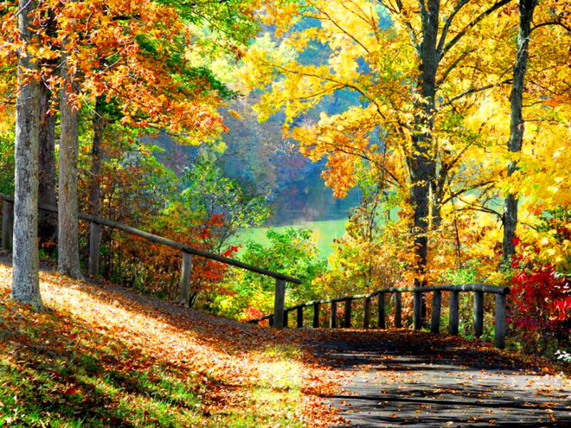 Wooden Path in Autumn Forest — Yellow