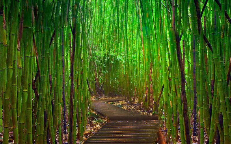 Wooden Path in Bamboo Forest — Green, Serene, Afternoon, Photograph, Brown