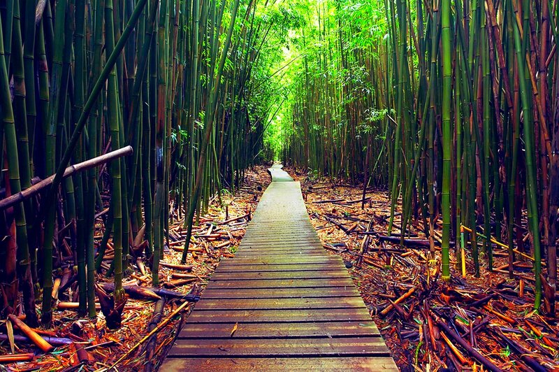 Wooden Path in Bamboo Forest — Green, Serene, Afternoon, Photograph