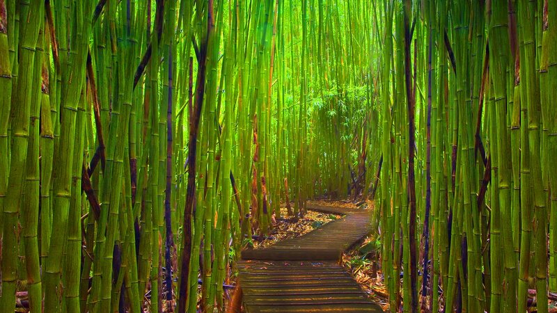 Wooden Path in Bamboo Forest — Green, Serene, Afternoon