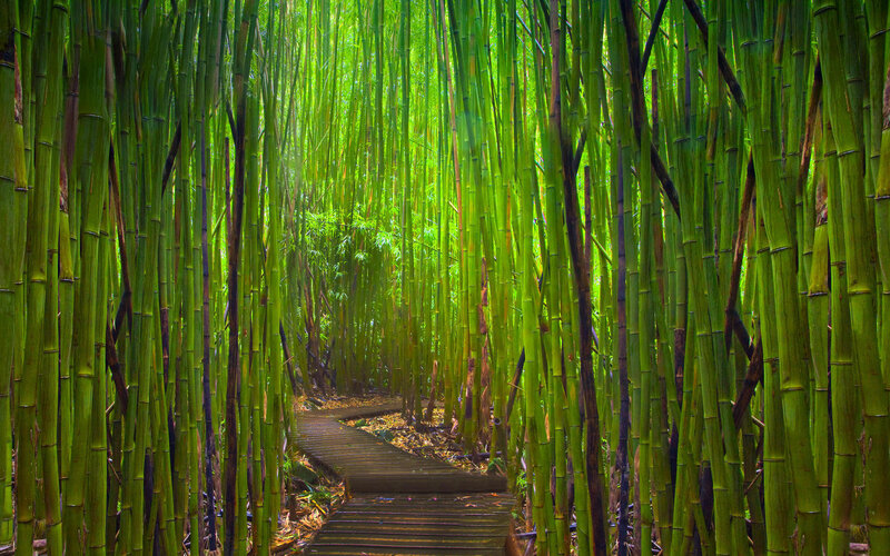 Wooden Path in Bamboo Forest — Green, Serene, Morning, Photograph, Sunlight