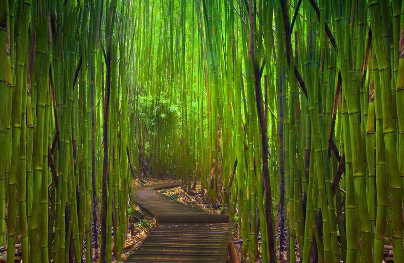 Wooden Path in Bamboo Forest — Green, Serene, Morning, Photograph