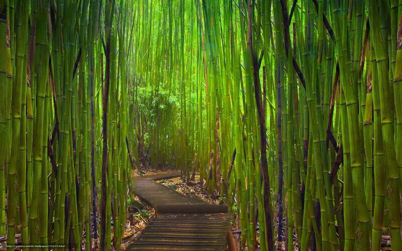 Wooden Path in Bamboo Forest — Green