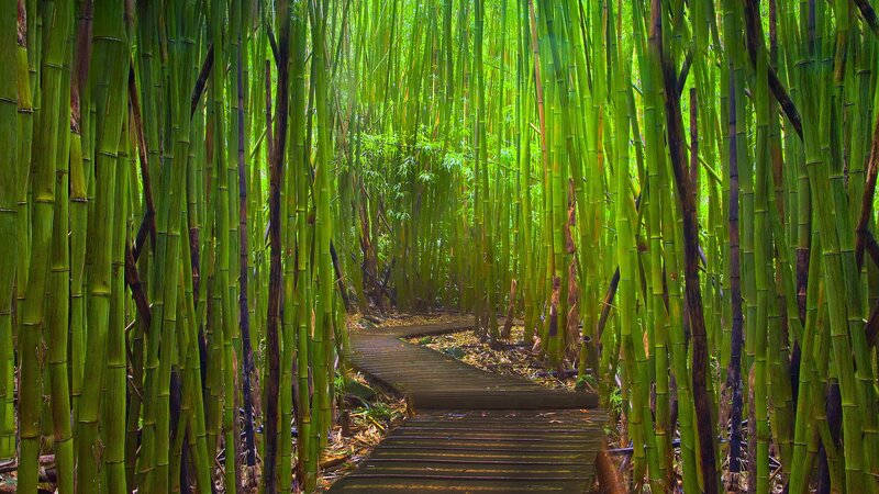 Wooden Path in Bamboo Forest — Morning