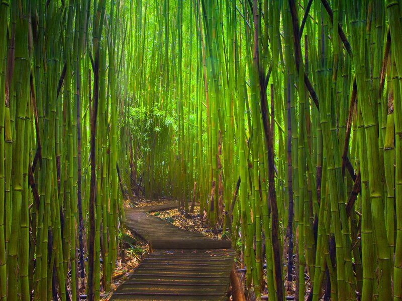 Wooden Path in Bamboo Forest — Sunlight