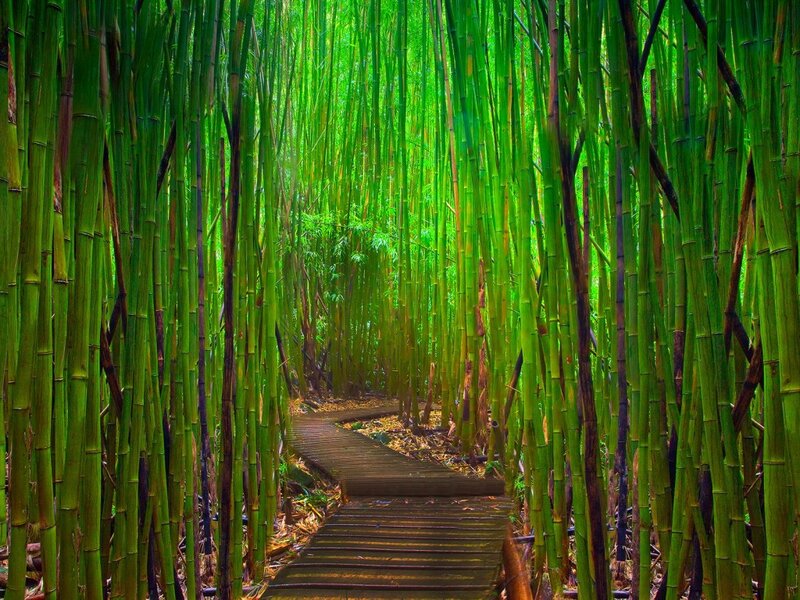 Wooden Path in Bamboo Forest