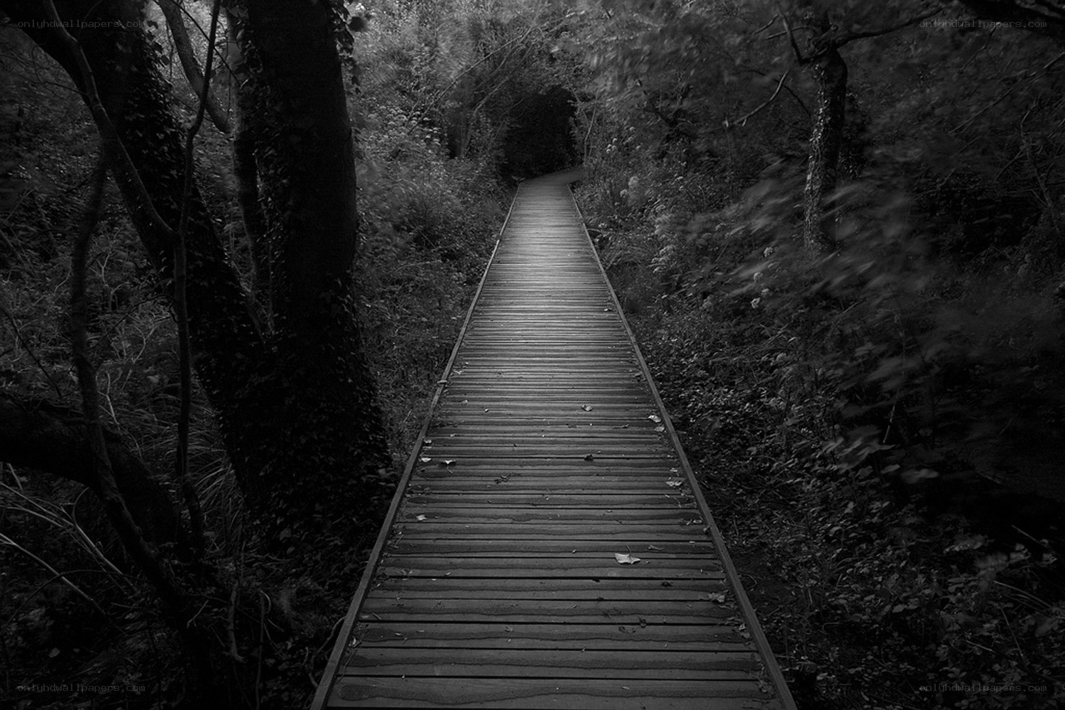 Wooden path in dark forest