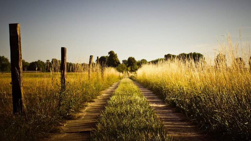 Wooden Path in Field — Green, Serene, Afternoon