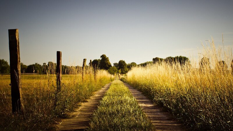 Wooden Path in Field — Green
