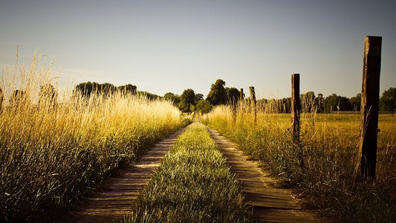 Wooden Path in Field