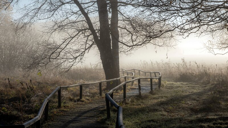 Wooden Path in Fog