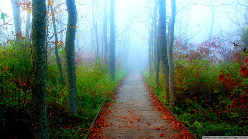 Wooden Path in Foggy Forest