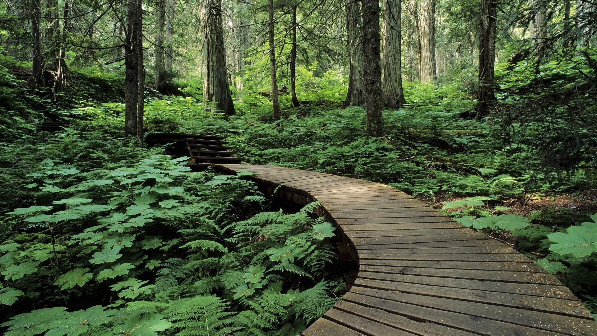 Wooden path in forest
