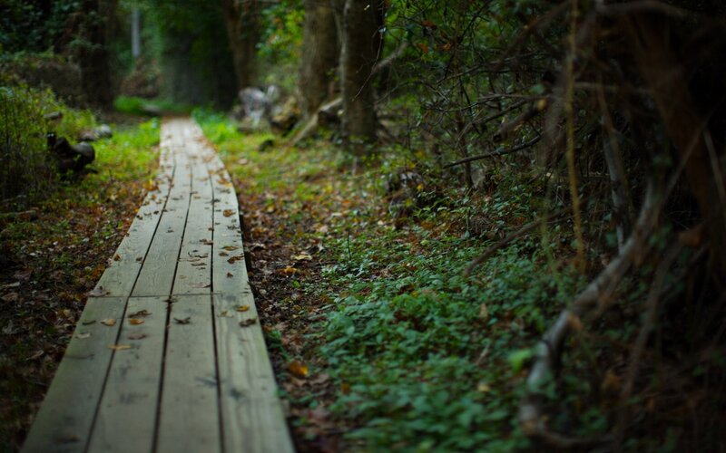 Wooden path in forest