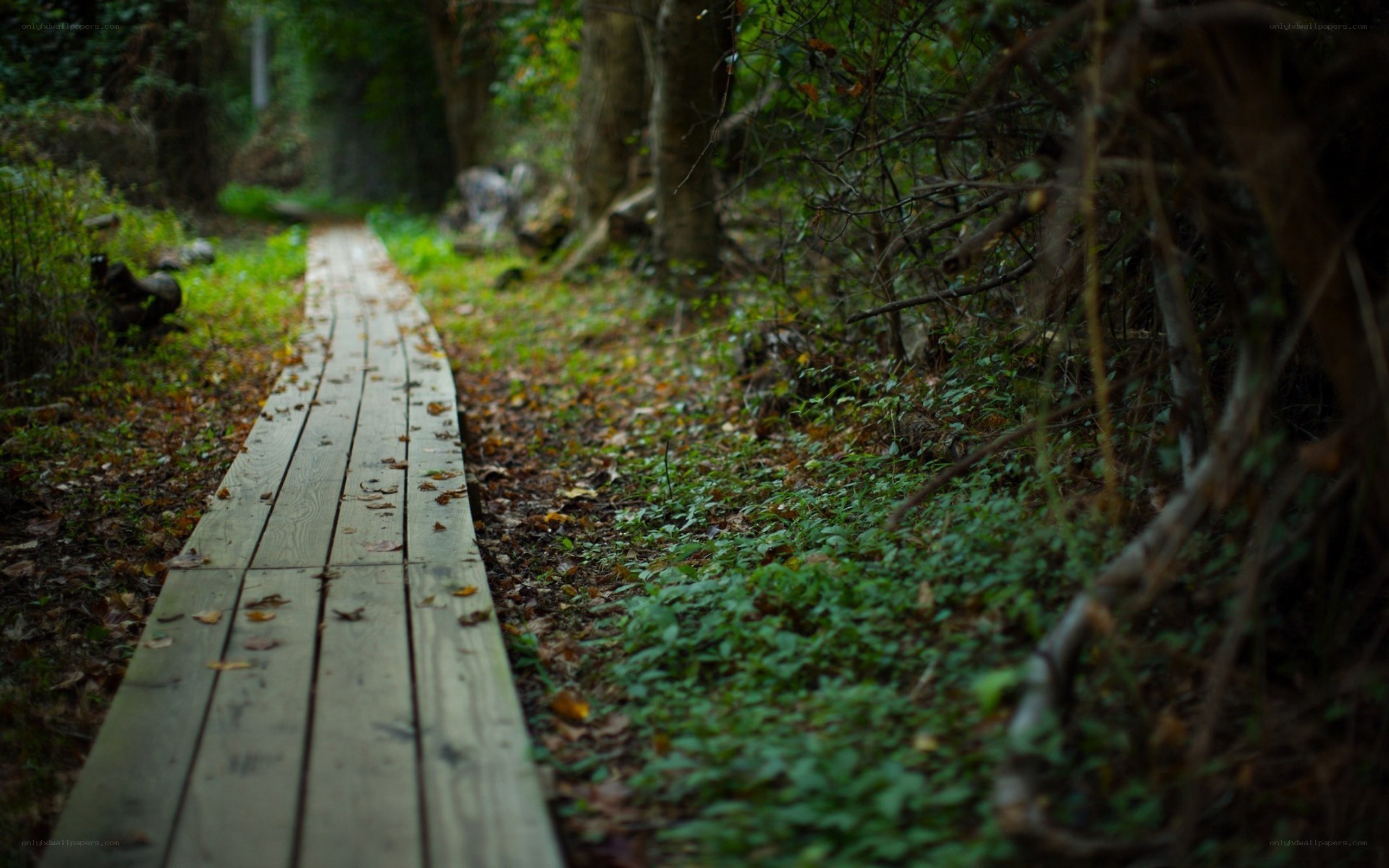 Wooden path in forest