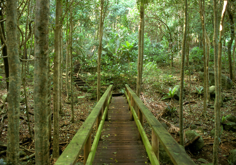 Wooden path in forest