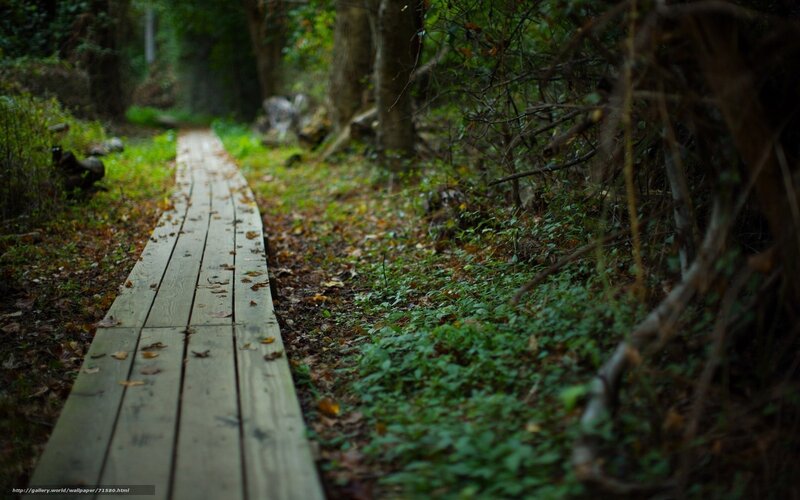 Wooden path in forest