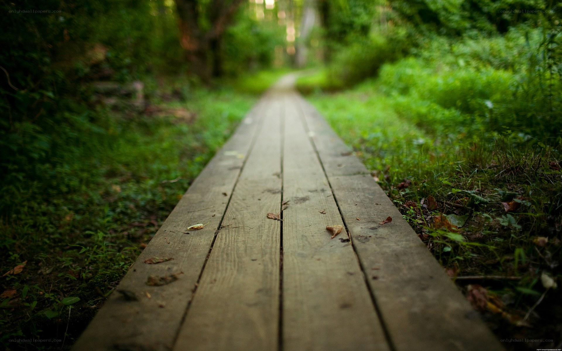 Wooden path in forest